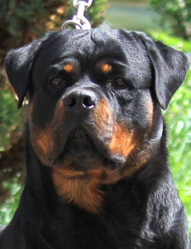 Rottweiler Filhotes (40 Dias) Frete Gratis