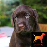 Labrador Cachorros Pureza 100% Con Carnet Sanit.