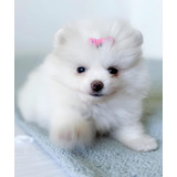 Cachorros Pomerania Mini Blancos/crema Con Fca. Envios