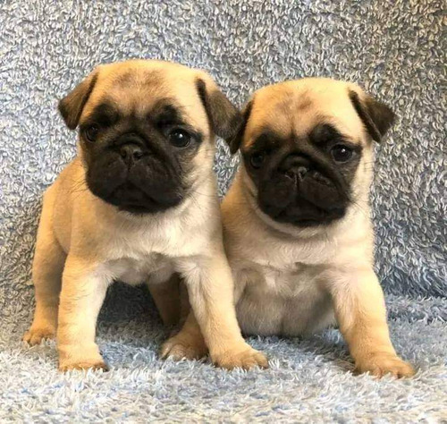 Cachorros Pug 