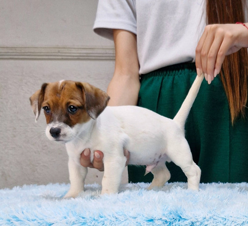 Jack Russell Terrier Machos Hijos De Multi Campeón 