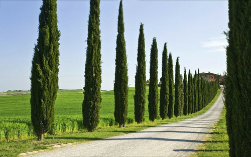 Semillas De Árbol Ciprés Alto, Ideal Casa Y Jardín