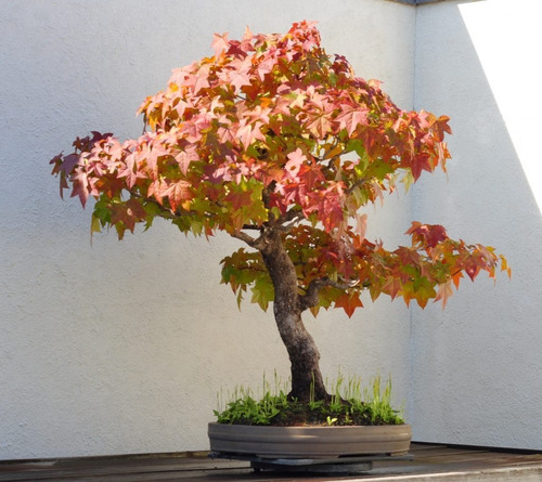 10 Semillas Árbol Liquidambar Para Bonsái 