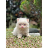 Cachorra Pomeranian Albina Pura Raza Animal Pets Colombia 