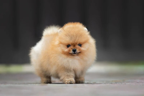 Pomerania Lulu  /animal De Compañía