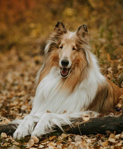 Cachorros Rought  Collie Lo Mejor Del Sitio          14