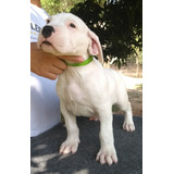 Filhotes De Dogo Argentino Pedigree Cbkc, Excelente Padrao!