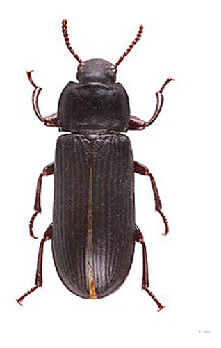 Escarabajo De La Harina (tenebrio Molitor Adulto) X 10 U.