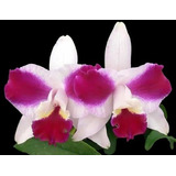 Lc Purple Cascade Beauty Of Perfume-257