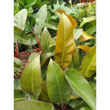 Philodendron Imperial Green - Red Filodendro Planta Interior