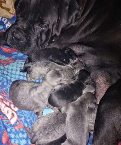 Cane Corso