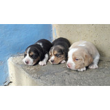 Perros Cachorros Beagle Bigol Bigitoy Mini Perritos Puppy