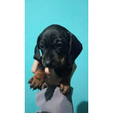 Cachorros Salchichas (dachshund)