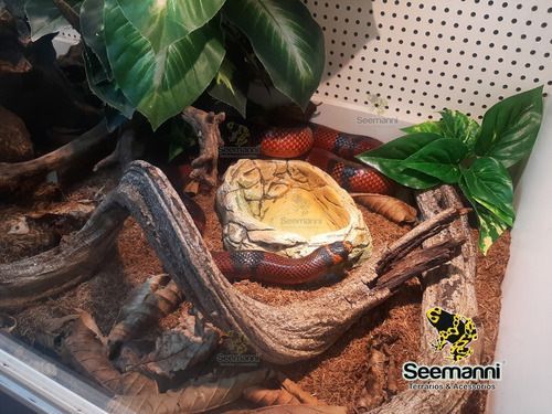 Bebedouro Mb - P/ Corn-snake, Jiboia, Pogona, Etc- Seemanni