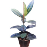 Ficus Cabernet - Gomero 