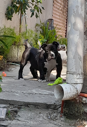 American Bully Macho Y Hembra Cachorros ( No Pitbull )