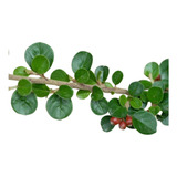 Plantas De Cotoneaster Rastrero