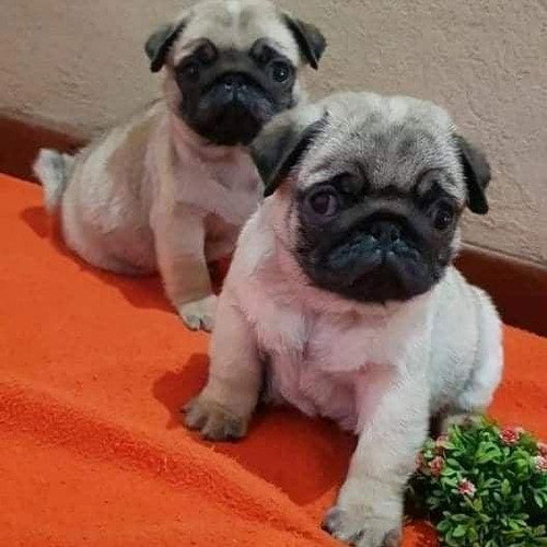 Cachorros Pug Bonitos 