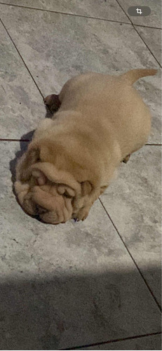 Shar Pei Listo Para Entregar El 3 De Enero