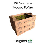 Musgo Fofão Vivo Verde Para Arranjos E Bonsai Kit 3 Cxs
