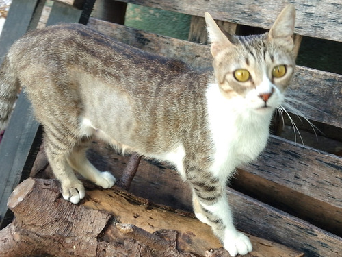 Gatita En Adopción De 1año Y Medio Castrada En Caba Con Red