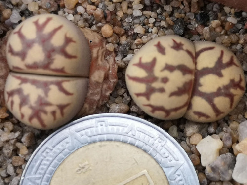 Lithops Dorotheae 20 Semillas