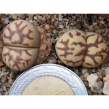 Lithops Dorotheae 20 Semillas