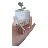 Mini Macetas Nórdicas Con Plantita Suculenta Souvenirs X 25