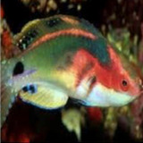 Peixe Marinho Wrasse Africa Exquisite