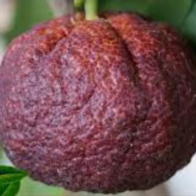 Mandarina Sangre (rápido Crecimiento) Nueva Variedad Arbol