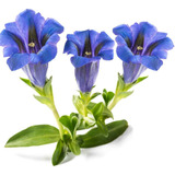 20 Semillas De Flor Genciana Azul Gentiana Acaulis