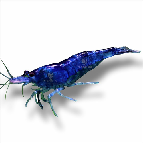 Trio Gambas Azules Neocaridina Blue