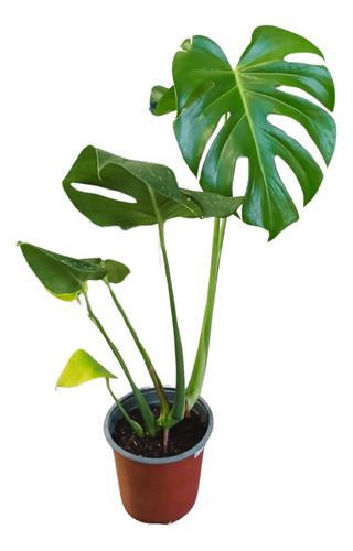 Philodendro Monstera