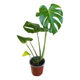 Philodendro Monstera