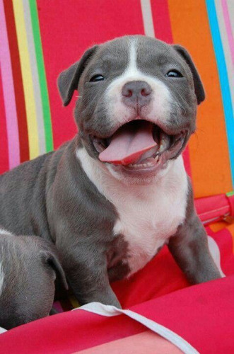 Cachorros Pitbull Blue