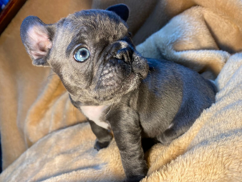 Cachorros De Raza