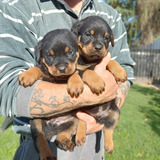 Cachorros De Rottweiler Listos Para Entregar 