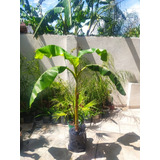 Planta De Banana, Bananos 