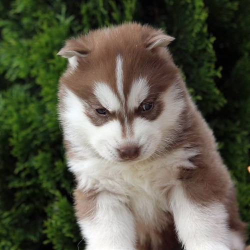 Husky Lobo Siberiano Hembra Disponible Excelente Genética