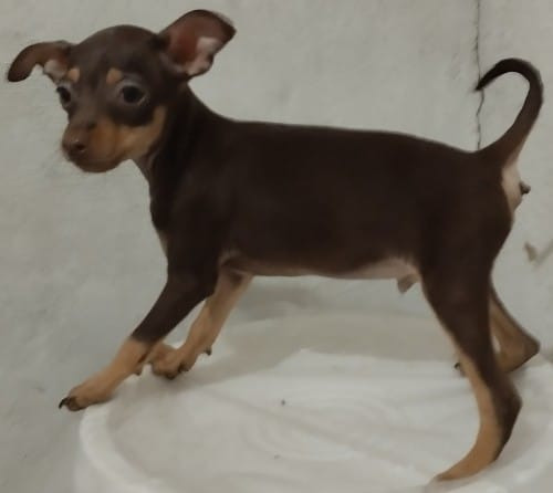 Chihuahua Cabeza De Venado 