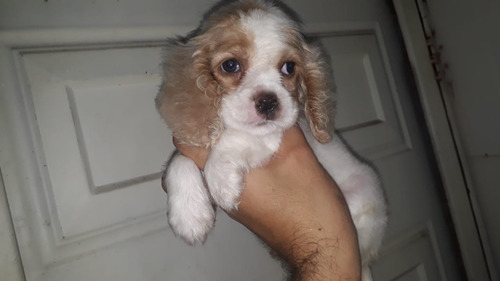 Cachorro Cocker Blanco Animal Pets Colombia 