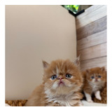 Hermoso Gatito Persa Red Tabby Pelo Largo Macho Vacunado