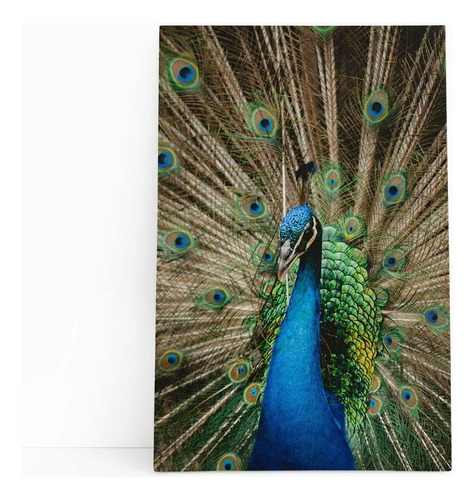 Pavão Azul Animais Fotografia Quadro Canvas 60x40cm