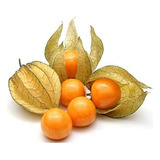 Semillas Physalis - Golden Berry - 500app Alta Germinación 