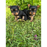 Perrito Yorkshire Terrier