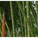 100 Semillas De Bambu Gigante Guadua+ Instructivo 