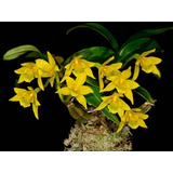 Orquidea Dendrobium (trigonopus X Scabrilingue)