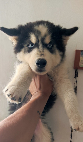 Husky Siberiano Filhotes Fêmeas Puras