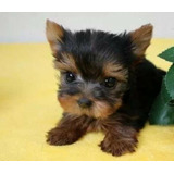  Yorkshire Miniatura, Yorkie Cachorros