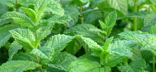 Semillas De Menta Piperina Organicas Ideal Huerta Aromatica